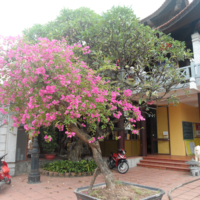 Không gian chùa với cỏ cây hoa lá rất đẹp